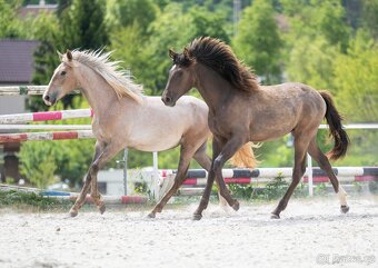 ELITNÍ 2-LETÁ KLISNA – IDEÁLNÍ PRO SPORT I REKREACI - 2