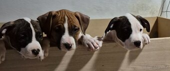 Americký stafordšírský teriér s PP - 2