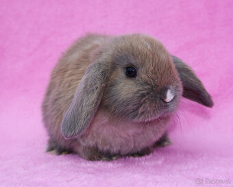 Zakrslý beránek samička . - 2