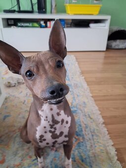 Americký bezsrstý teriér FCI - 2