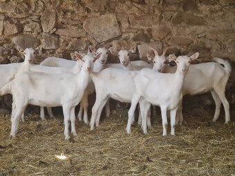 Kozičky  bílé - 2