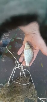 Kapr plůdek, násada - 2