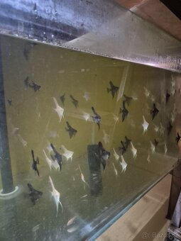 Prodej akvarijních ryb - 2