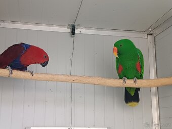 Eklektus různobarevny - 2