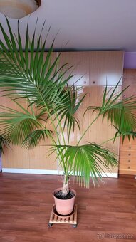 Howea forsteriana 2,3 m - 2