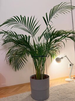 Dypsis lutescens - 2