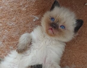 Maciatka ragdoll na odber - 2