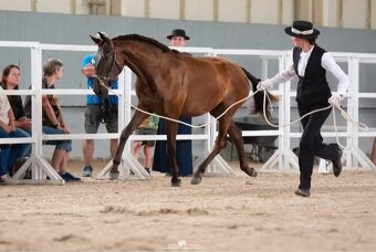 LUSITANO klisna s PP nar.v ČR - 2