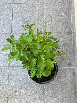 Bonsai, Bonsaj, jamadori, hloh - 2