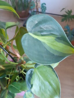 Philodendron , epipremnum řízky - 2