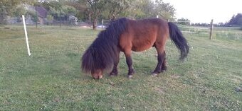 Přípouštění shetland pony - mini - 2