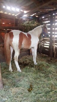 PAINT  HORSE  KOBYLU - 2