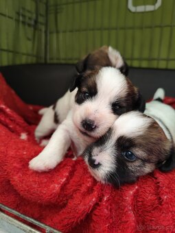 Jack Russell teriér - 2