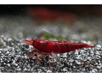 Krevetky Neocaridina - 2