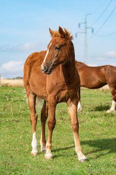 Welsh Cob klisna s PP - 2