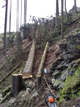 Lesní práce-prořezávky-těžba-zalesňování - 2