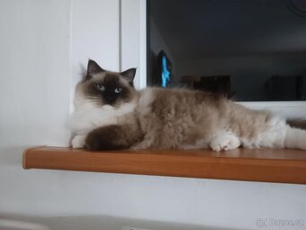 Ragdoll s PP - 2