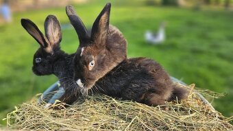 Vídeňský černý × Vídeňský bílý - 2