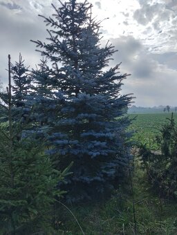 vanočni stromek velky - 2