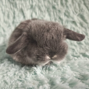 ⭐️ Vánoční ⭐️ Zakrslý beránek 🍀 U2 🍀 - 2