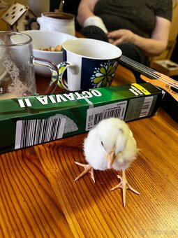 Koupím kuřátka, vylíhli se nám jen dvě - 2