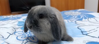 Zakrslý králík beránek - 2