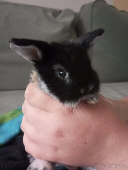 Zakrslý beránek králíček - 2