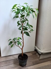 Ficus benjamina 2 - 2