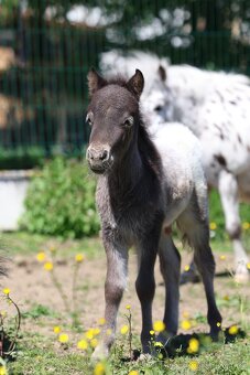 ATRAKTIVNÍ minihorse hřebeček - 2