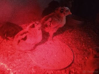 Prodám kuřata česká zlatá kropenka - 2