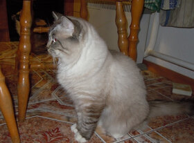 ragdoll ke krytí - 2