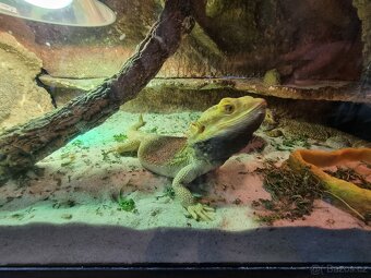 Agamy + terarium + švábi - 2