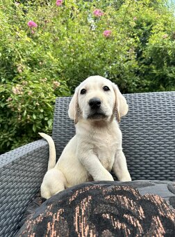 štěňata labrador a Bílý kluk – připravena k odběru - 2