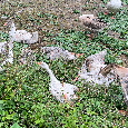Housata - 2
