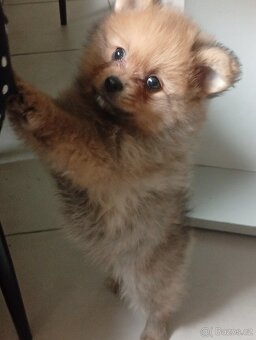 Pomeranian - 2