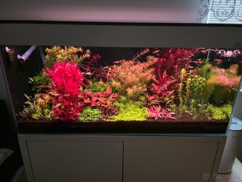 Akvarijní rostlinky z prostřihu - 2