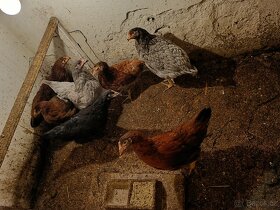 Slepičky z volného chovu staří 18 týdnu - 2