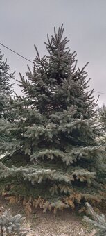 Vánoční stromeček, stromek, strom, smrk pichlavý č.2 - 2