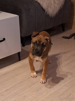 Americký stafordšírský teriér - 2