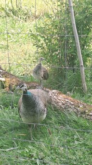 Páv, Páv korunkatý, Páv modrý - 2