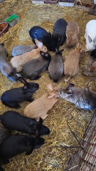 Prodám samice králíka - 2