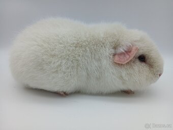 Morče - samice US Teddy s PP - 2