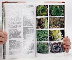 Mrazuvzdorné sukulenty a kaktusy - 2