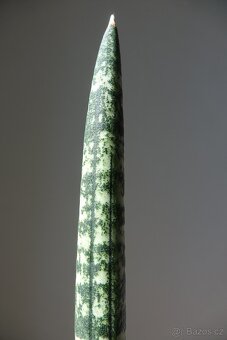 Tchynin jazyk, Sansevieria fischeri - 2