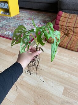 Pokojovka Monstera Monkey Mask, Adonsonii - 2