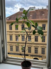 Ficus Benjamin 60 cm - 2