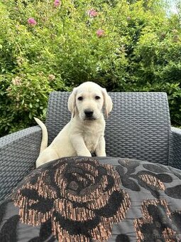 štěňata labrador a Bílá Fenka – připravena k odběru - 2