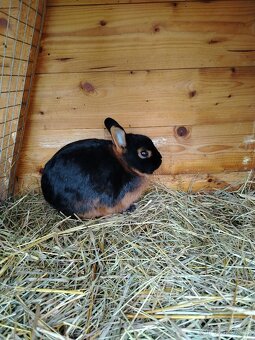 Zakrslý tříslový černý - 2