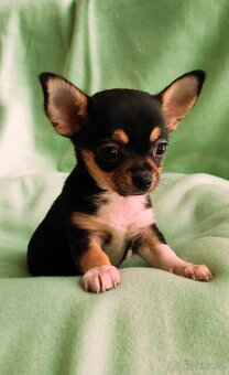 Krátkosrstá čivava - 2