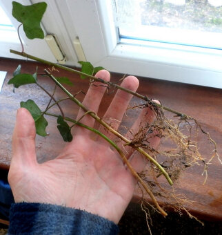 Břečťan – stínomilná popínavka na zdi a ploty – sazeničky - 2